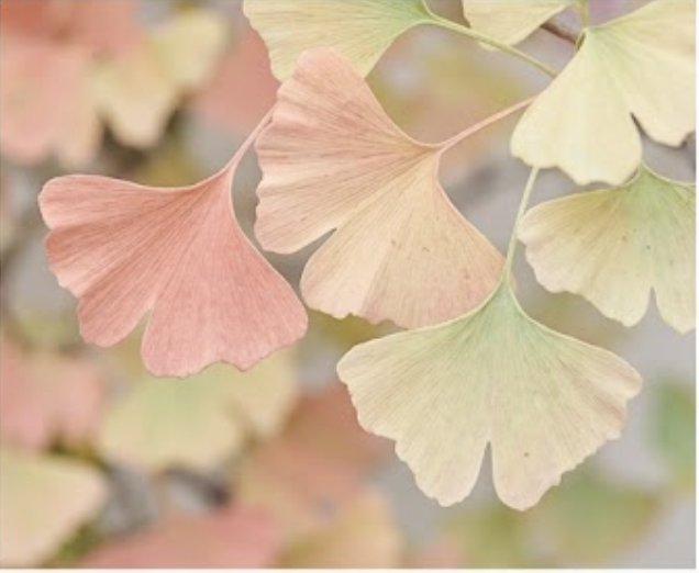 Pastel Bomen & Digitale Rust beeld